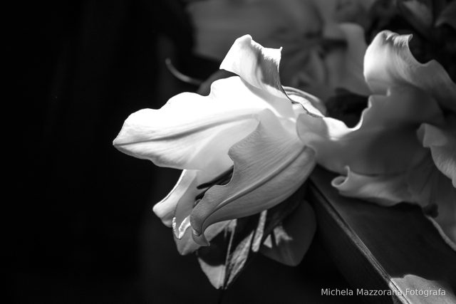 ElisaCarlo001 786