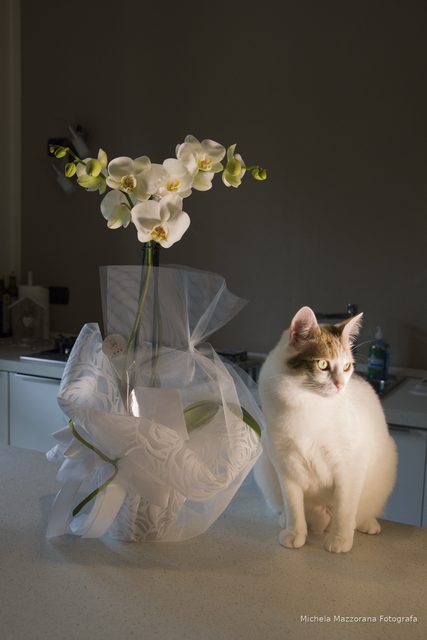Fotografia di matrimonio di Michela Mazzorana, Visual Idea